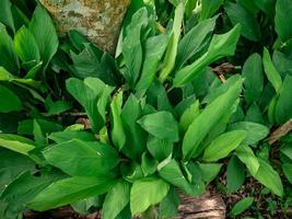 turmeric plants that grow wild in the forest with lots of dry leaves falling photo