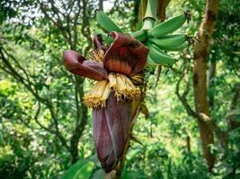 banana blossoms that grow wild in the middle of the forest photo