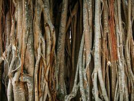 background of banyan tree roots in the garden with a small hole in the middle photo