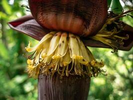 Golden yellow banana tree flowers bloom in the middle of the forest photo