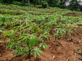 planting cassava in fields in an irregular arrangement but looking fertile photo