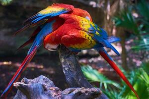 Parrots close-up with blurred background. photo
