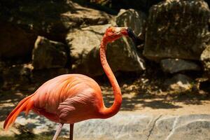 Pink flamingos on the pond in sunlight. photo