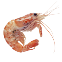 Fresh shrimp in their shells are isolated on a transparency background png