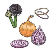 Engraved onion, ring and bloom line drawing isolated on white background. vector