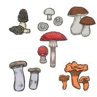 Engraved mushrooms set isolated on white background. vector