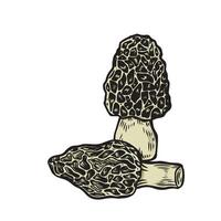 Morel mushroom vintage line drawing isolated on white background. vector