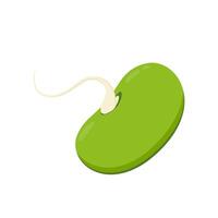 Mung Bean . Mung Bean on white background. vector