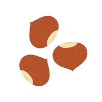 Hazelnut . Hazelnut on white background. vector
