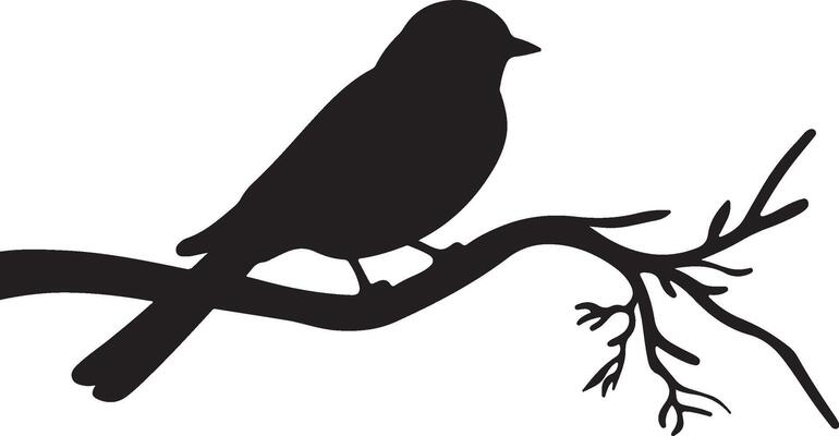 Nightjars Bird Silhouette Illustration White Background