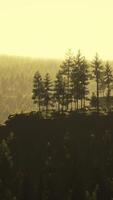 Pine tree forests at the base of mountain in sunny day of summer video