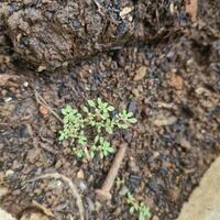 Organic potting compost, background, from above. Soil, growing medium and culture substrate for sowing. Made of moderately decomposed raised bog peat, bark humus, wood fibers, sand and NPK fertilizer photo