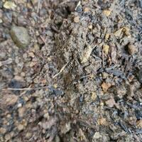 Organic potting compost, background, from above. Soil, growing medium and culture substrate for sowing. Made of moderately decomposed raised bog peat, bark humus, wood fibers, sand and NPK fertilizer photo