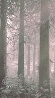 Sunset or sunrise in the winter pine forest covered with a snow video