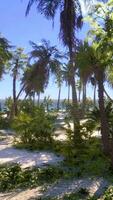 desert island with palm trees on the beach video