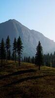 Rocky mountain range with trees video