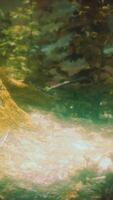 wilderness landscape forest with trees and moss on rocks video