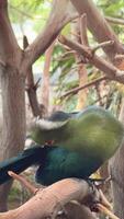 Exotic birds in the zoo close up, hartlaub's touraco, African bird close up sitting in a tree and looking around video