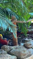 Exotic birds in the zoo close up, hartlaub's touraco, African bird close up sitting in a tree and looking around video