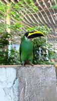 Exotic birds in the zoo close up, hartlaub's touraco, African bird close up sitting in a tree and looking around video