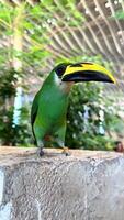 Exotic birds in the zoo close up, hartlaub's touraco, African bird close up sitting in a tree and looking around video