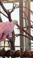 Exotic birds in the zoo close up, hartlaub's touraco, African bird close up sitting in a tree and looking around video
