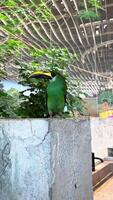 Exotic birds in the zoo close up, hartlaub's touraco, African bird close up sitting in a tree and looking around video