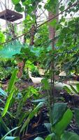 Exotic birds in the zoo close up, hartlaub's touraco, African bird close up sitting in a tree and looking around video