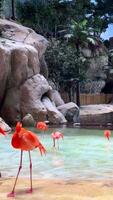 Exotic birds in the zoo close up, hartlaub's touraco, African bird close up sitting in a tree and looking around video
