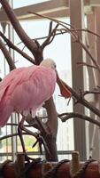 Exotic birds in the zoo close up, hartlaub's touraco, African bird close up sitting in a tree and looking around video