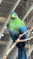 Exotic birds in the zoo close up, hartlaub's touraco, African bird close up sitting in a tree and looking around video