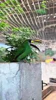Exotic birds in the zoo close up, hartlaub's touraco, African bird close up sitting in a tree and looking around video