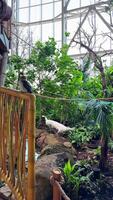 Exotic birds in the zoo close up, hartlaub's touraco, African bird close up sitting in a tree and looking around video