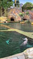 Bottlenose dolphins play in a swimming pool in front of zoo spectators. High quality 4k footage video