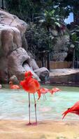 Exotic birds in the zoo close up, hartlaub's touraco, African bird close up sitting in a tree and looking around video