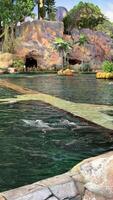 Bottlenose dolphins play in a swimming pool in front of zoo spectators. High quality 4k footage video