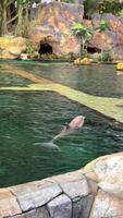 Bottlenose dolphins play in a swimming pool in front of zoo spectators. High quality 4k footage video