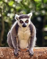 Ring tailed lemur Lemur catta is a large strepsirrhine primate known as maky, maki or hira Tsimanampetsotsa Nature Reserve, in Madagascar for animal catalogue or content photo