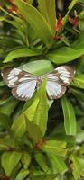 Beautiful butterfly in green and flowers with soft focus, in spring on green background, macro, amazing elegant artistic image beauty nature photo