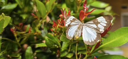 Beautiful butterfly in green and flowers with soft focus, in spring on green background, macro, amazing elegant artistic image beauty nature photo