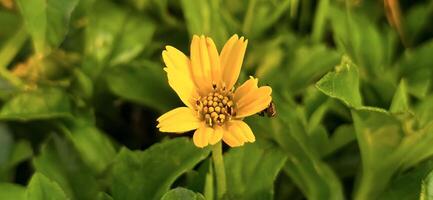 Wedelia flower Sphagneticola trilobata Grows wild and fertile in the tropical climate of Asia, yellow flower photo