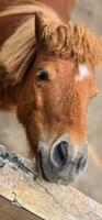 brown shetland breed pony horse in the ranch standing up with closeup photo