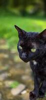 beautiful cute black cat in a field of grass, street cat with fluffy fur, a stray cat in the street of Asian country photo