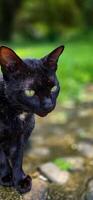 beautiful cute black cat in a field of grass, street cat with fluffy fur, a stray cat in the street of Asian country photo