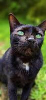 beautiful cute black cat in a field of grass, street cat with fluffy fur, a stray cat in the street of Asian country photo