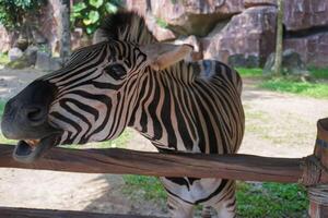 Beautiful black and white stripe zebra, Equus quagga, in our uncle's ranch in Indonesia, photo