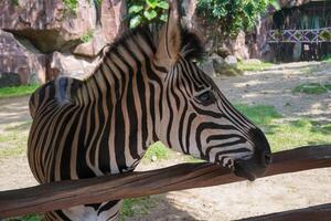 Beautiful black and white stripe zebra, Equus quagga, in our uncle's ranch in Indonesia, photo