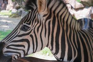 Beautiful black and white stripe zebra, Equus quagga, in our uncle's ranch in Indonesia, photo