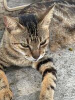 beautiful cute street cat with fluffy fur, a stray cat in the street of Asian country photo