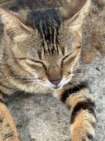 beautiful cute street cat with fluffy fur, a stray cat in the street of Asian country photo
